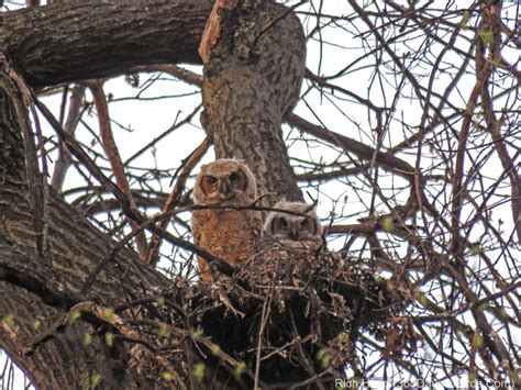 Great Horned Owl Chicks - 365 Days of Birds