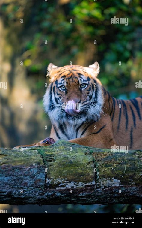 Tiger feeding at Edinburgh Zoo Stock Photo - Alamy