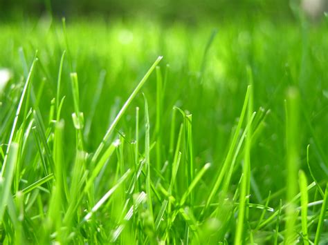 File:Grass closeup.JPG - Wikimedia Commons