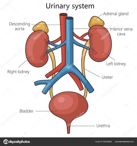 Urinary System Structure Diagram Schematic Raster Illustration Medical ...