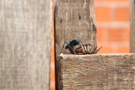Free Images : wood, leaf, wall, spring, insect, fauna, invertebrate, close up, insects, instinct ...