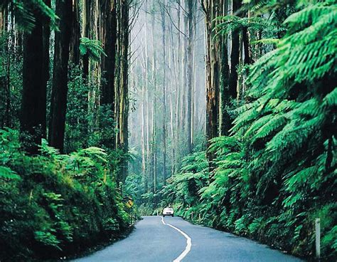 Dandenong Ranges - The Land Down Under