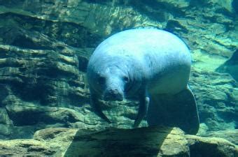 Agency Mulls Manatee Habitat | Georgia Public Broadcasting