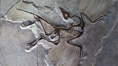 Meet Archaeopteryx, the Feathered Dino With Wings and Teeth | HowStuffWorks