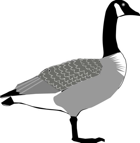 Big Image - Canada Goose Clipart - Full Size Clipart (#3649324) - PinClipart