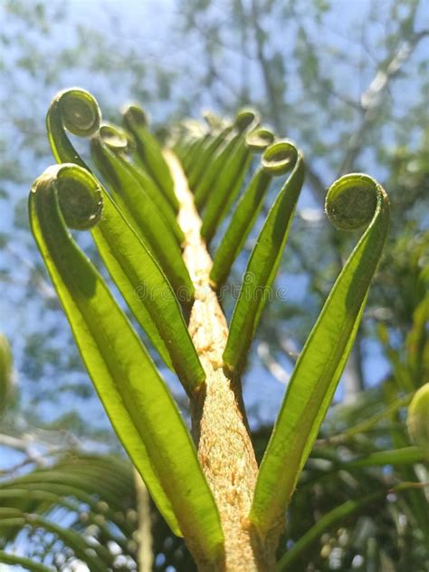 Plants Giant Polypodiophyta in Forest Volcano Banda Neira Stock Photo ...