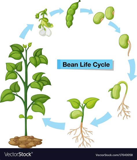 Diagram showing bean life cycle Royalty Free Vector Image | Life cycles, Plant life cycle, Plant ...