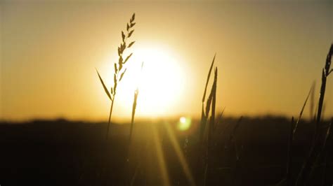 Premium stock video - Beautiful golden sunset in an african grassland