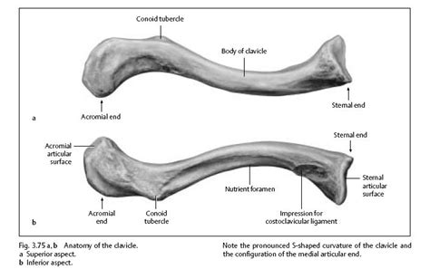 clavicle anatomy | Human anatomy and physiology, Human bones anatomy, Medical drawings