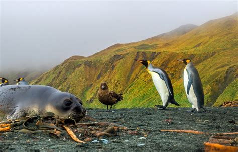 Macquarie Island Map - Ross Sea, Antarctica - Mapcarta