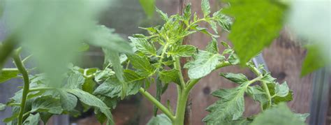 Greenhouse gardeneing | Tomato tips | Two Thirsty Gardeners