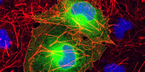 Subcellular Marker Selection for Immunofluorescence