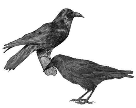 American Crow | The eBestiary