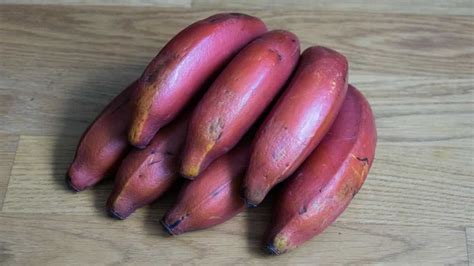 Guide to Growing Red Banana in Home Garden: Planting and Care