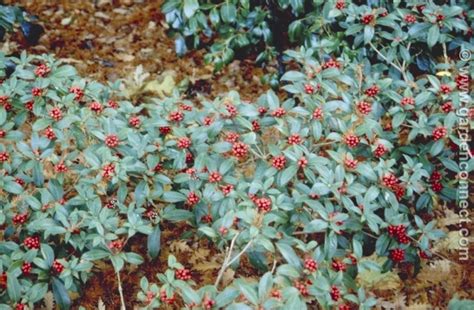 Skimmia - Plant finder - Knights Garden Centres