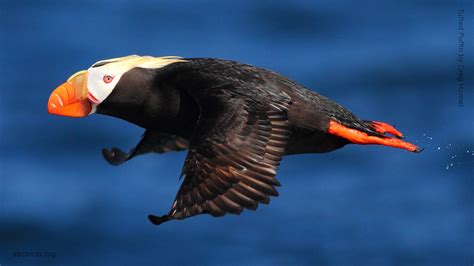 Tufted Puffin | American Bird Conservancy