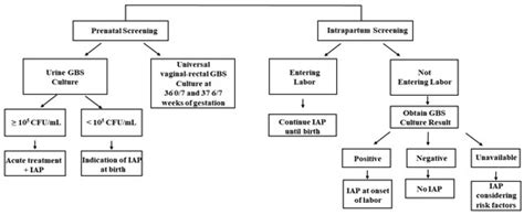 Updates on Group B Streptococcus Infection in the Field of Obstetrics and Gynecology