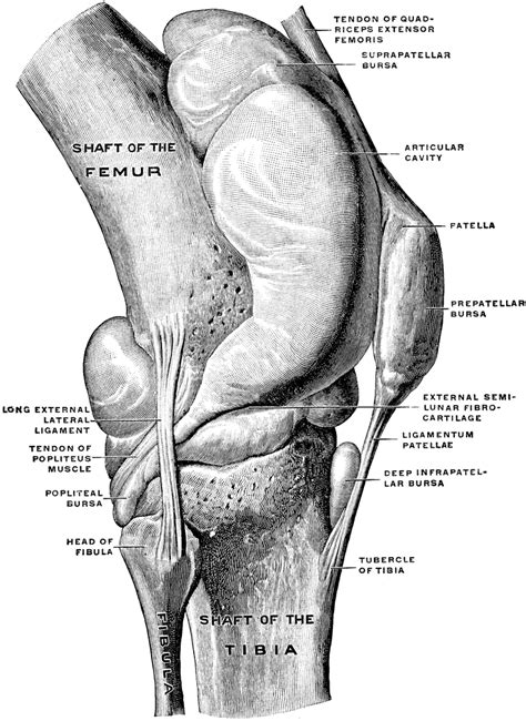 Knee Joint from Lateral Surface | ClipArt ETC