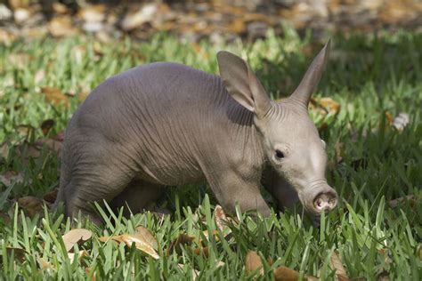 Busch Gardens Tampa Baby Aardvark Feb 2013 2 - On the Go in MCO