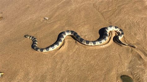 Highly venomous sea snake spotted on Sandon Point beach | Illawarra Mercury | Wollongong, NSW