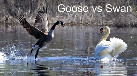 Swan vs goose fight - YouTube