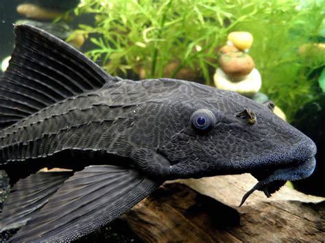 Plecostomus Information | Aquatic Mag