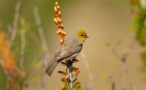 How Birds Get Through the Winter