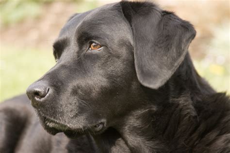 Vaizdas:Labrador Retriever black portrait Ellis.jpg – Vikipedija