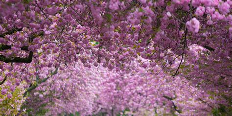 Hanami is the popular Japanese tradition flowering viewing while picnicking