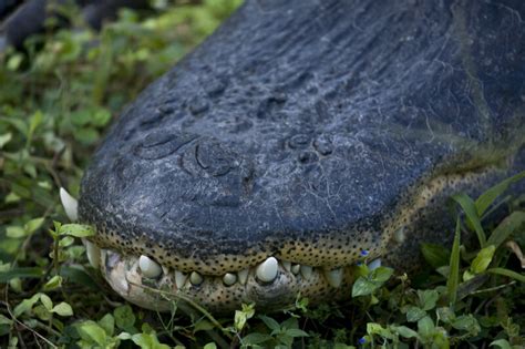 Alligator Snout Detail | ClipPix ETC: Educational Photos for Students ...