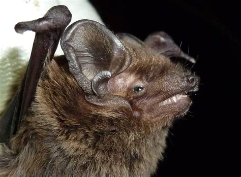 Bats in Bedfordshire | Bedfordshire Bat Group