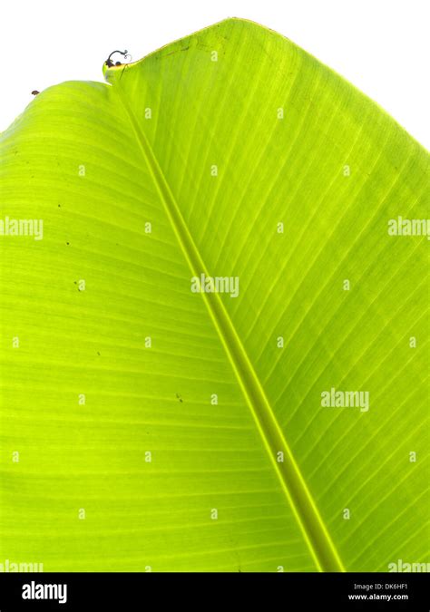 banana leaf , banana, banana tree, leaf, tropical leaves, palm leaf ...