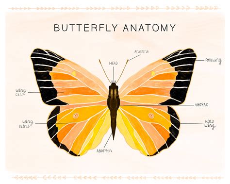 Butterfly anatomy print insect anatomy butterfly wall art | Etsy