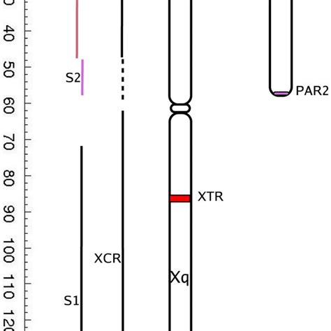 Schematic representation of human sex chromosomes. The evolutionary ...