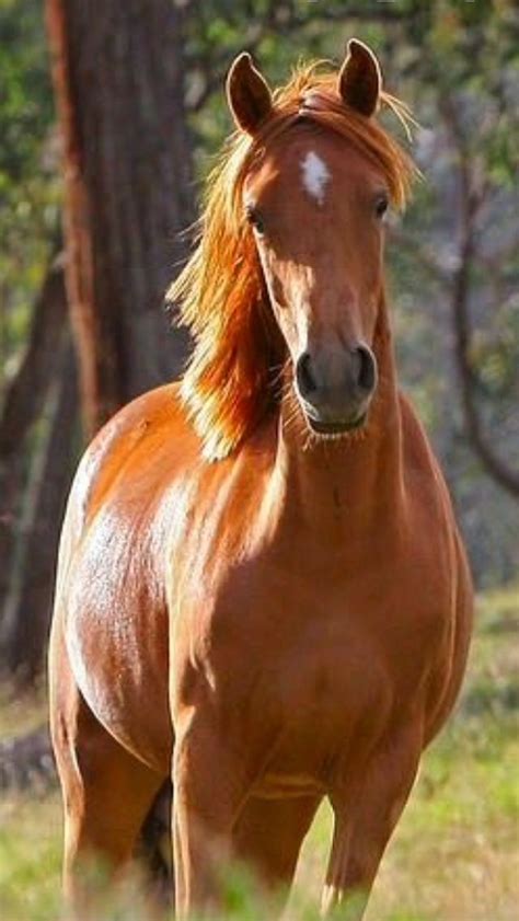 Beautiful horse | Horses, Chestnut horse, Pretty horses