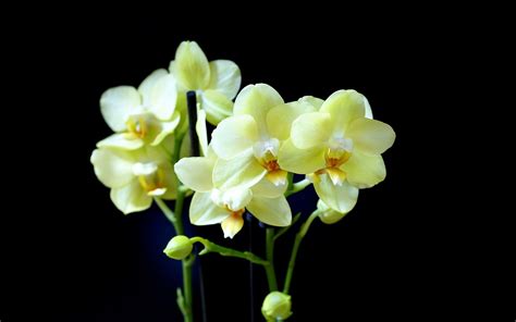 Green Orchid Wallpapers - Top Free Green Orchid Backgrounds - WallpaperAccess