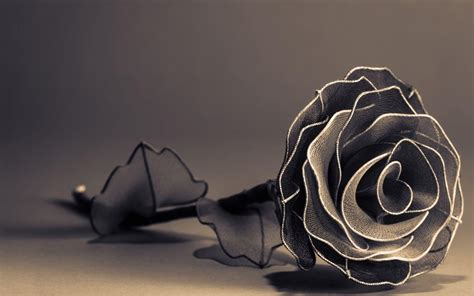 Black and White Rose Wallpapers - Top Free Black and White Rose Backgrounds - WallpaperAccess