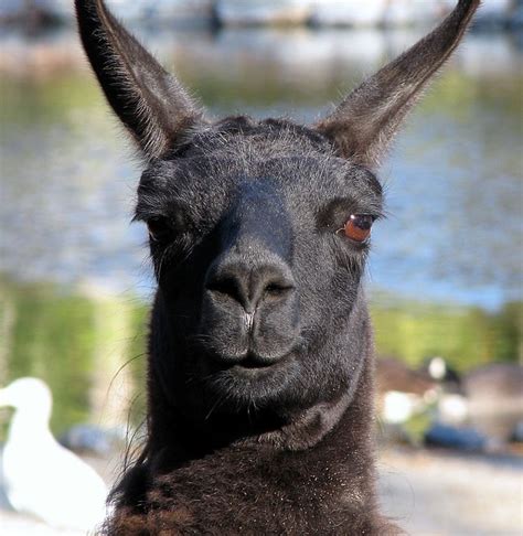 Black Llama | Flickr - Photo Sharing!