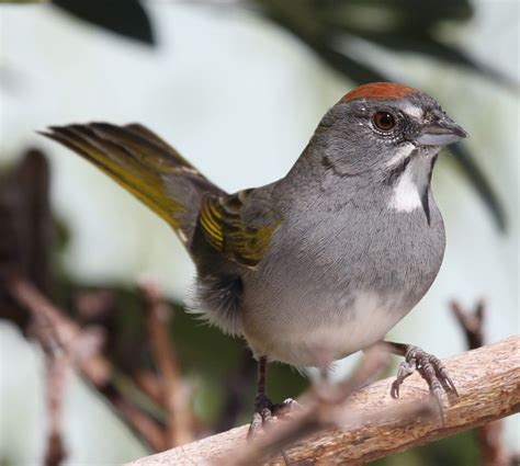 Green-tailed towhee | Birds, Bird species, Bird