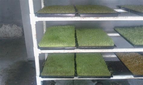 Automatic UPVC Green Fodder Hydroponics Machines, Model Name/Number: HMF003, | ID: 23338886991