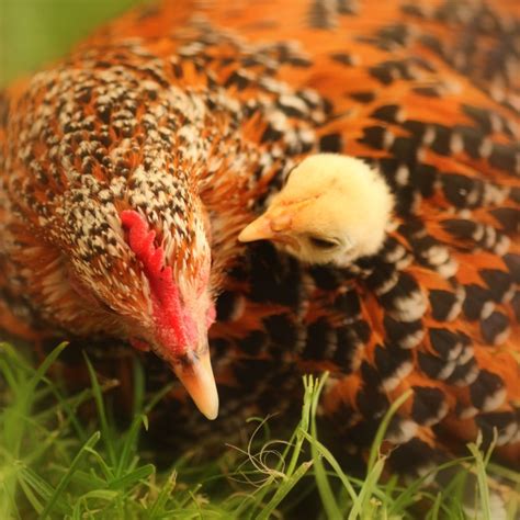 Raising Chicks with Mother Hen - Backyard Poultry