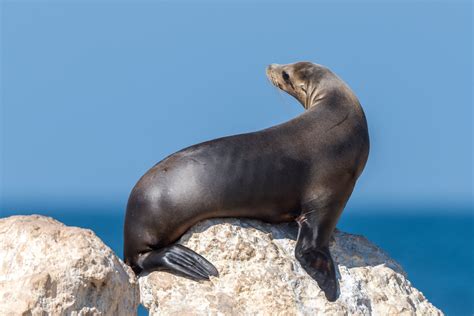 California sea lion | Animals | Monterey Bay Aquarium