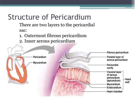 Anatomy of Pericardium