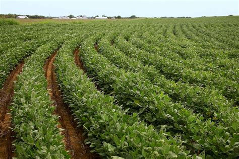 Soybean | Description, Cultivation, Products, & Facts | Britannica