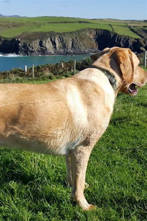 Dog walk at Pembrokeshire Coastal Path Trefin To Porthgain · Pembrokeshire · Walkiees