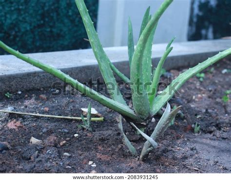 Lidah Buaya Plant Indonesia Stock Photo 2083931245 | Shutterstock