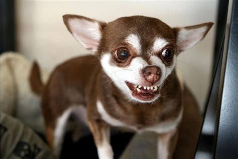 Growling Funny Chihuahua - Pets Lovers