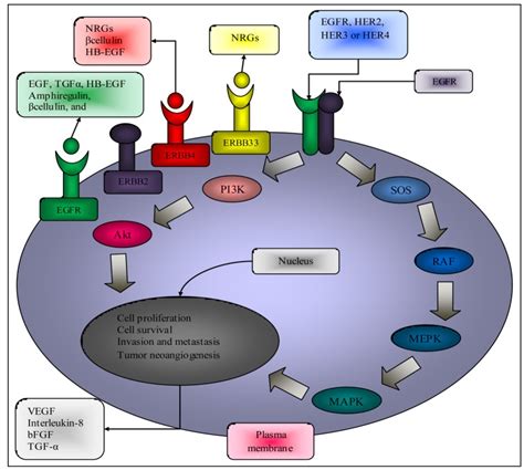 Signal Transduction Pathways controlled by the activation of epidermal... | Download Scientific ...