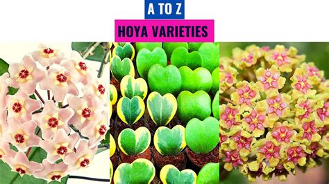 Hoya Varieties A to Z - YouTube