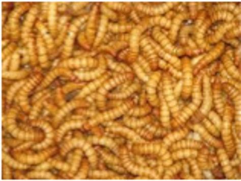 Mealworms - regular 250gms - Bio Supplies